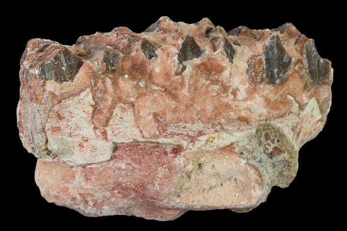 Oreodont (Merycoidodon) Jaw Section - South Dakota #157418